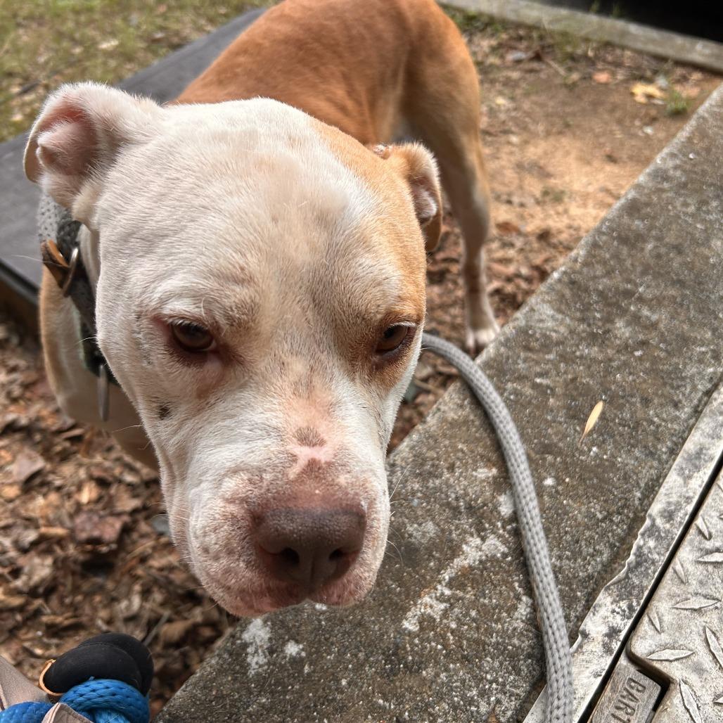 Enlarge Chex 4209, a Adoptable Mixed Breed in Columbus, GA image 3/6