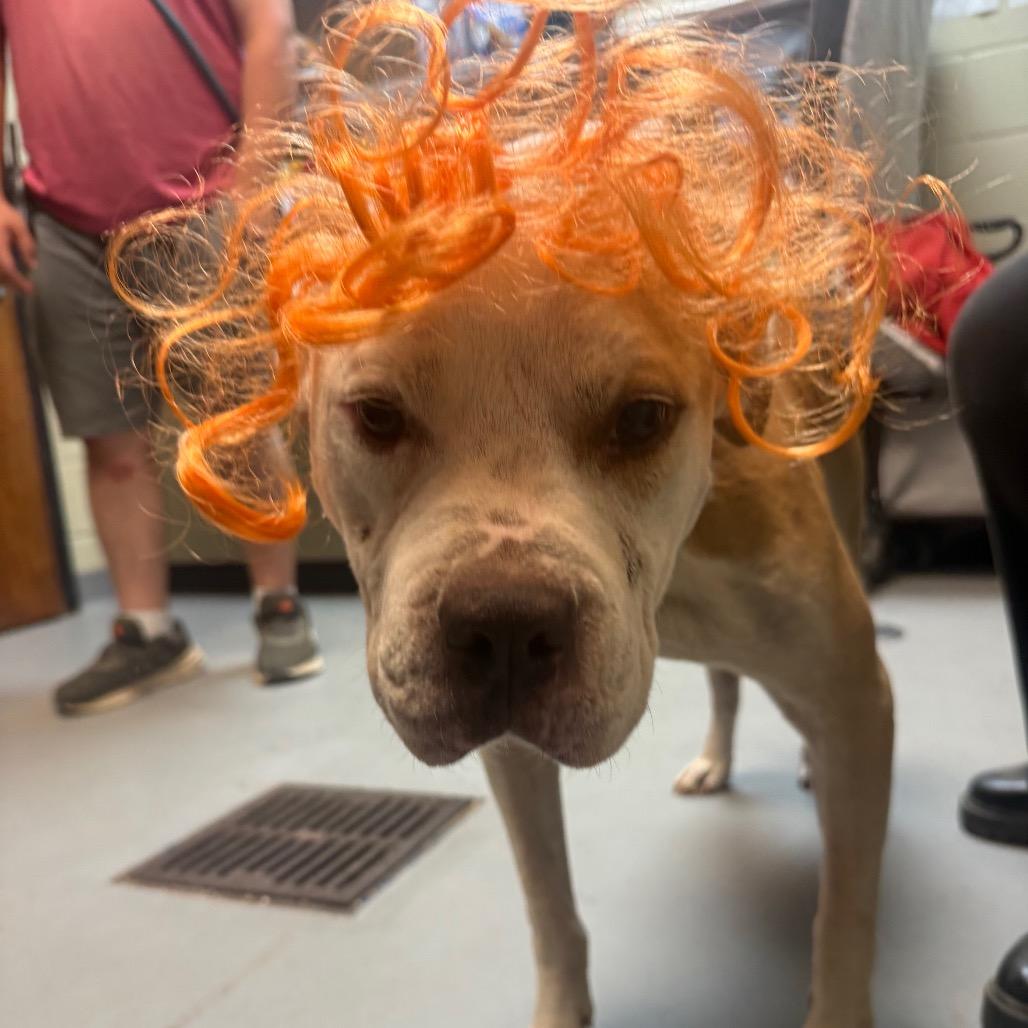 Enlarge Chex 4209, a Adoptable Mixed Breed in Columbus, GA image 4/6