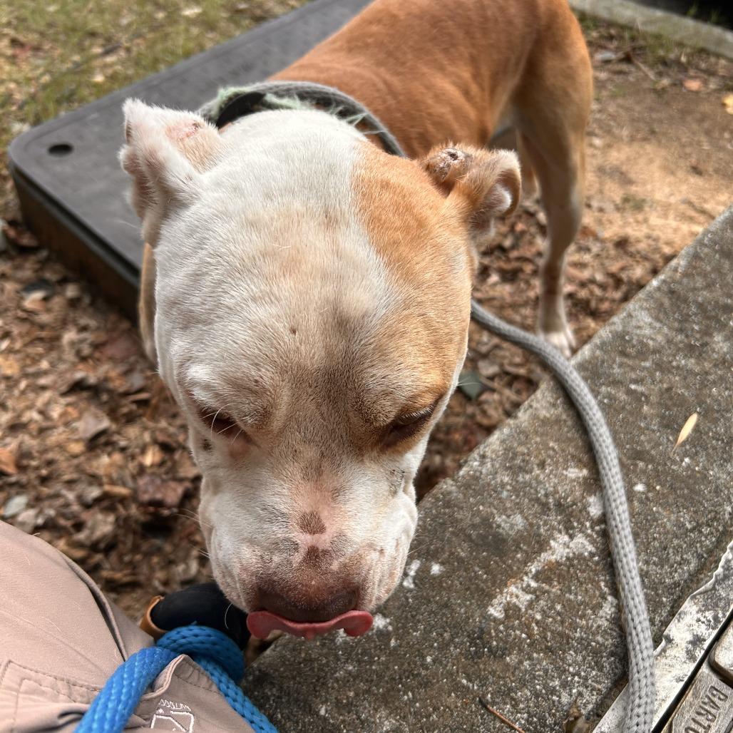 Enlarge Chex 4209, a Adoptable Mixed Breed in Columbus, GA image 5/6