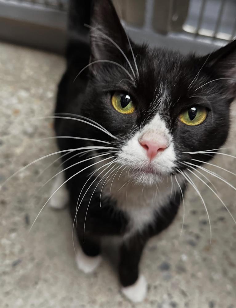 Enlarge Drita, a Adoptable Domestic Short Hair in East hartford, CT image 1/1