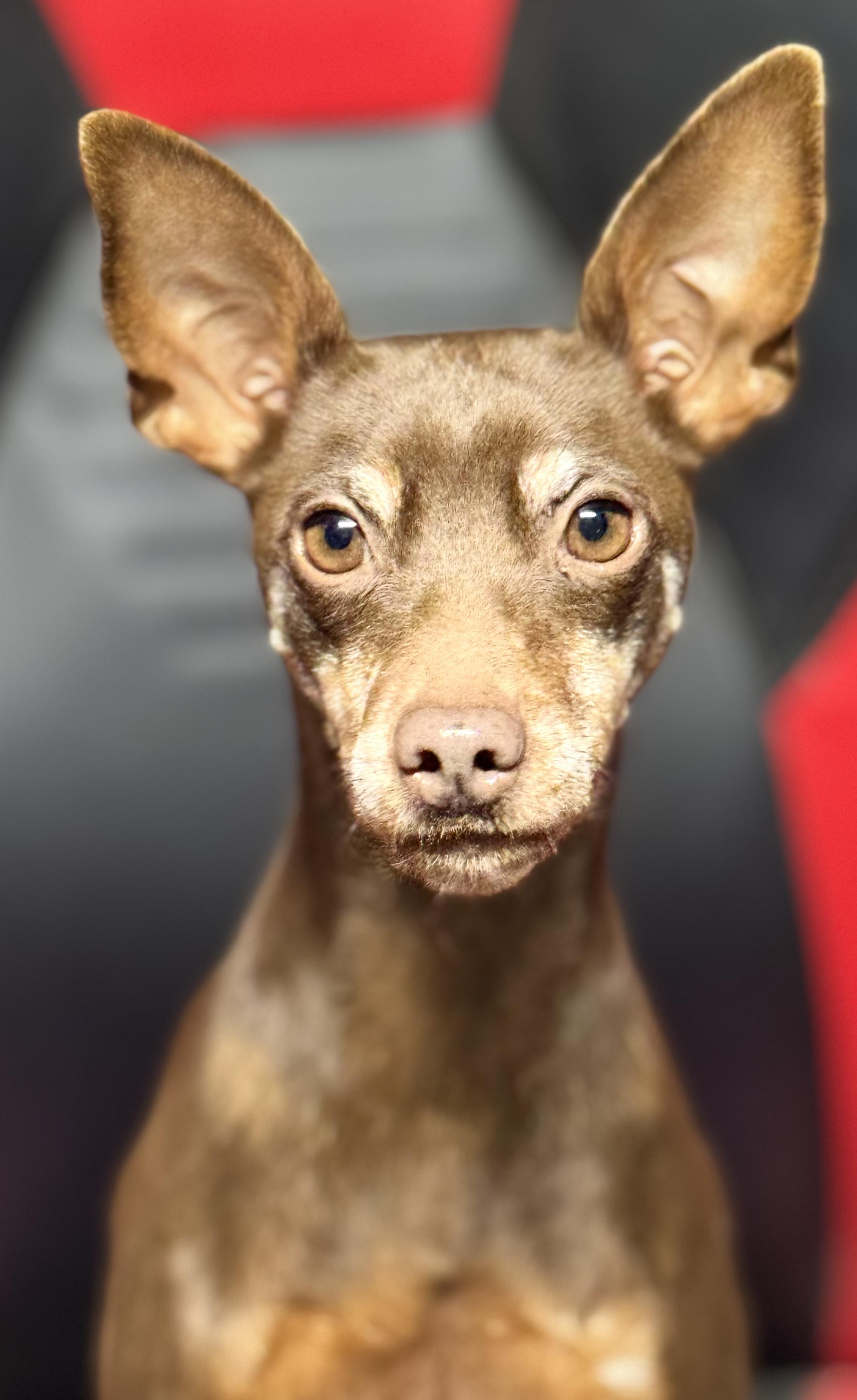 Enlarge Diesel, a Adoptable Miniature Pinscher in Woodlawn, TN image 1/2