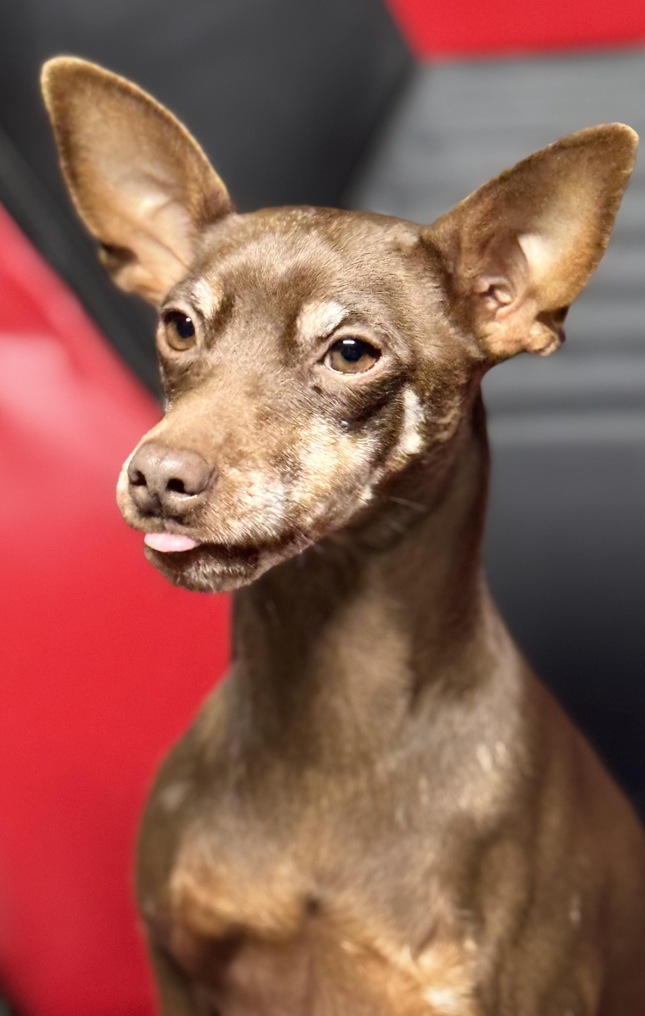 Enlarge Diesel, a Adoptable Miniature Pinscher in Woodlawn, TN image 2/2