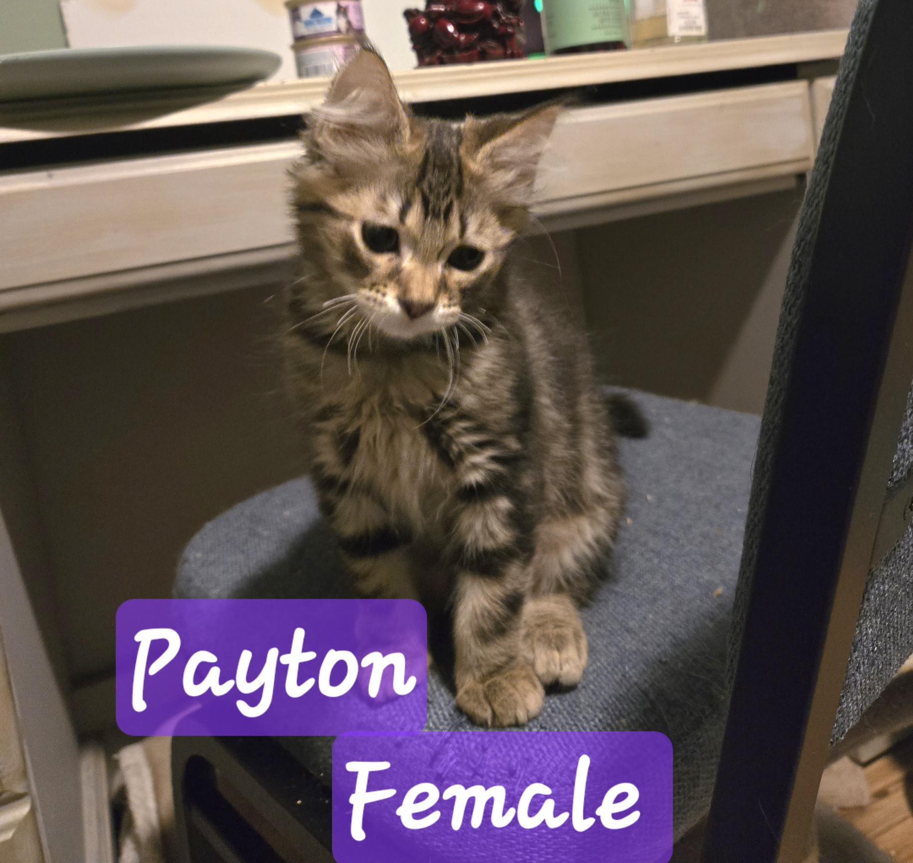 Payton, ADOPTABLE, Young Female Domestic Long Hair & Maine Coon.