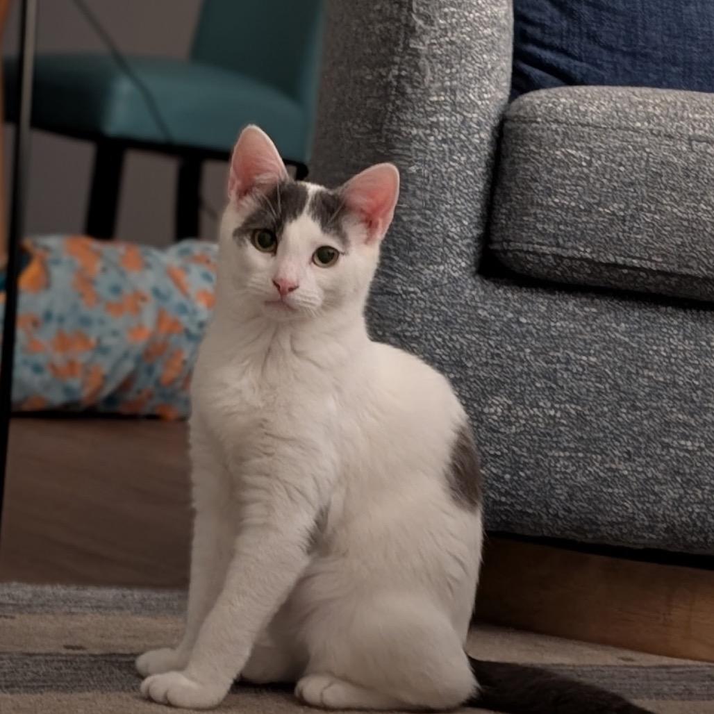 Enlarge Antonio (Nelson Kitten), a Adoptable Domestic Short Hair in Westport, CT image 1/6