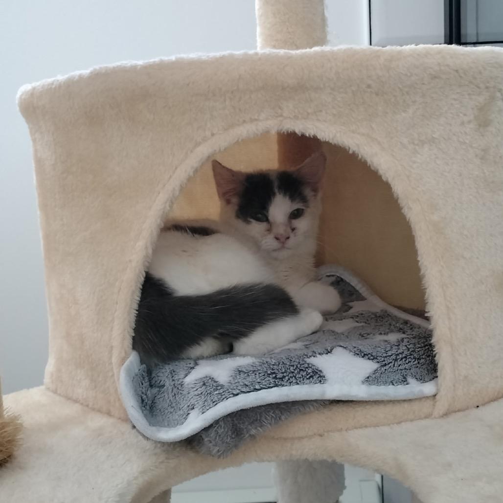 Enlarge Antonio (Nelson Kitten), a Adoptable Domestic Short Hair in Westport, CT image 2/6