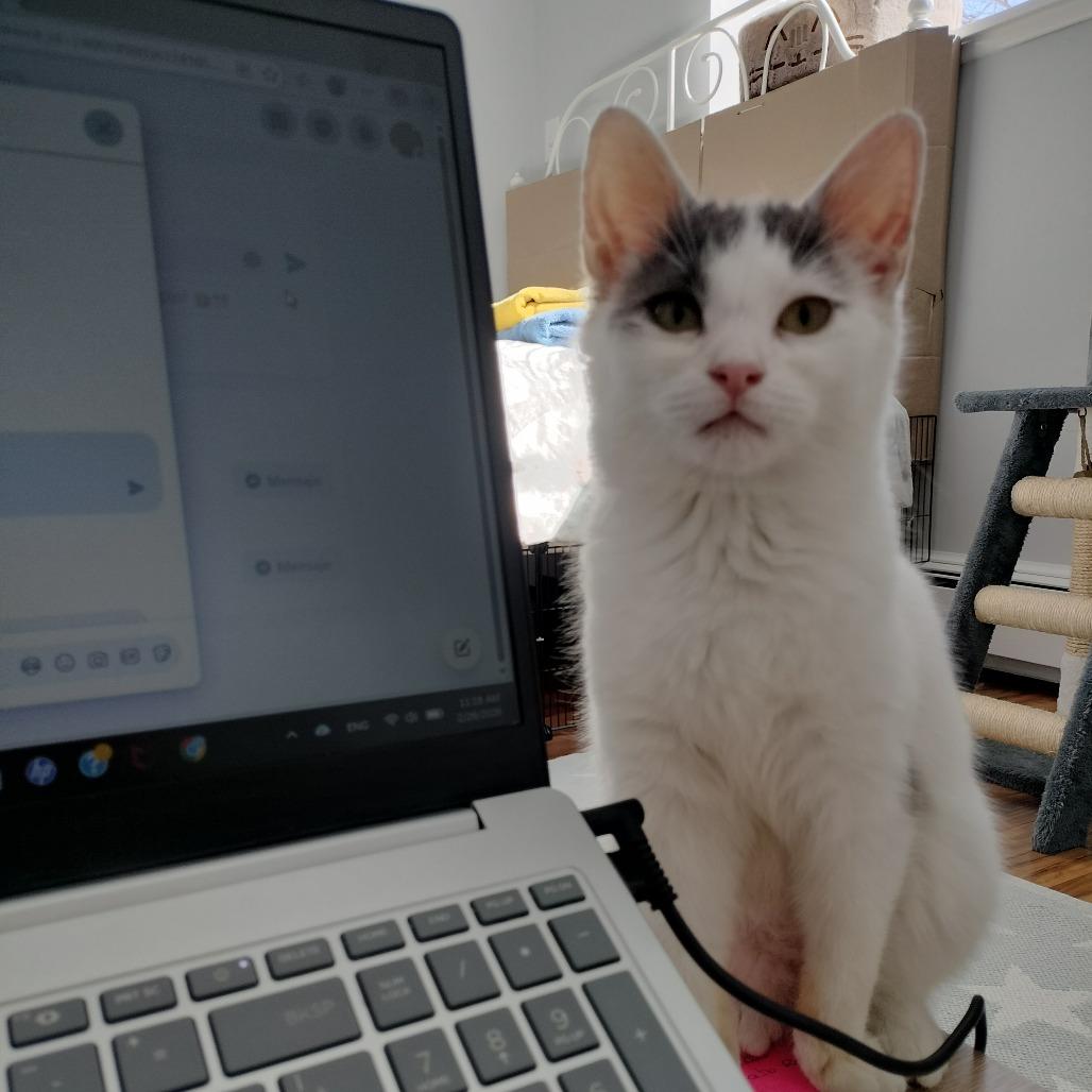 Enlarge Antonio (Nelson Kitten), a Adoptable Domestic Short Hair in Westport, CT image 3/6