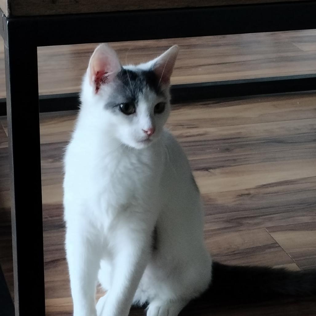 Enlarge Antonio (Nelson Kitten), a Adoptable Domestic Short Hair in Westport, CT image 4/6