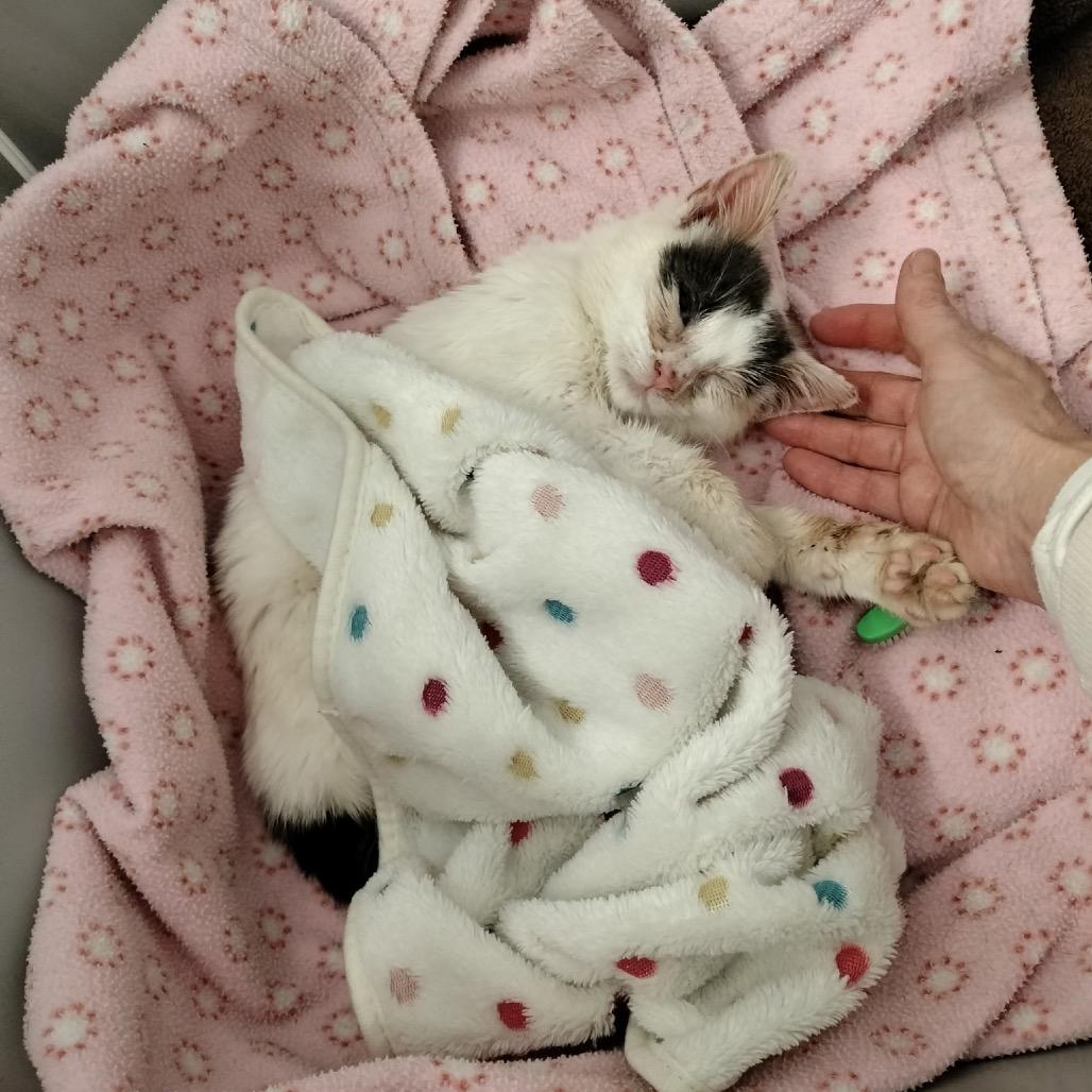 Enlarge Antonio (Nelson Kitten), a Adoptable Domestic Short Hair in Westport, CT image 5/6