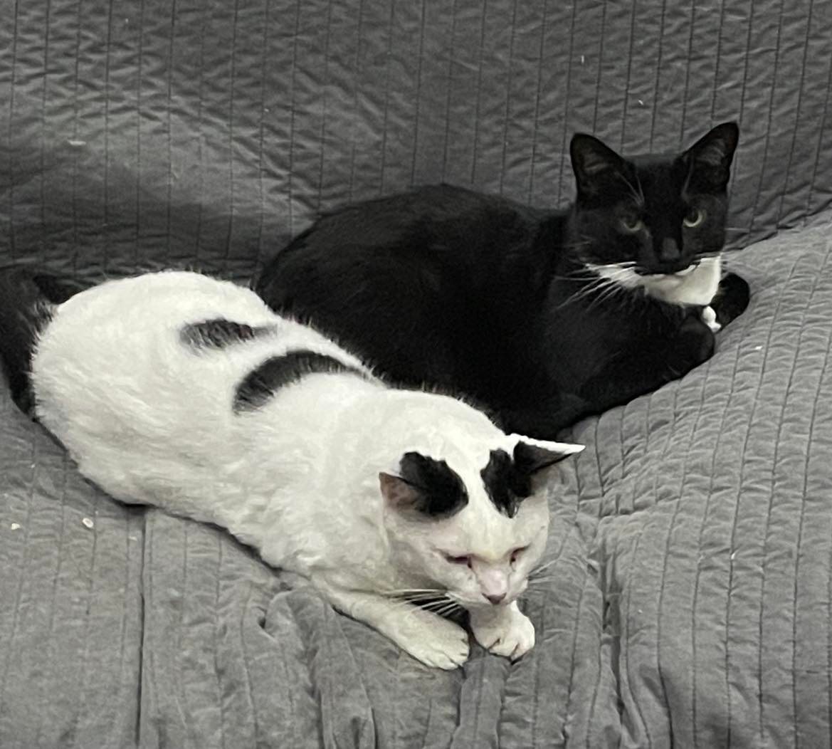 Coal, a Adoptable Domestic Short Hair in Midland, MI image 1/11