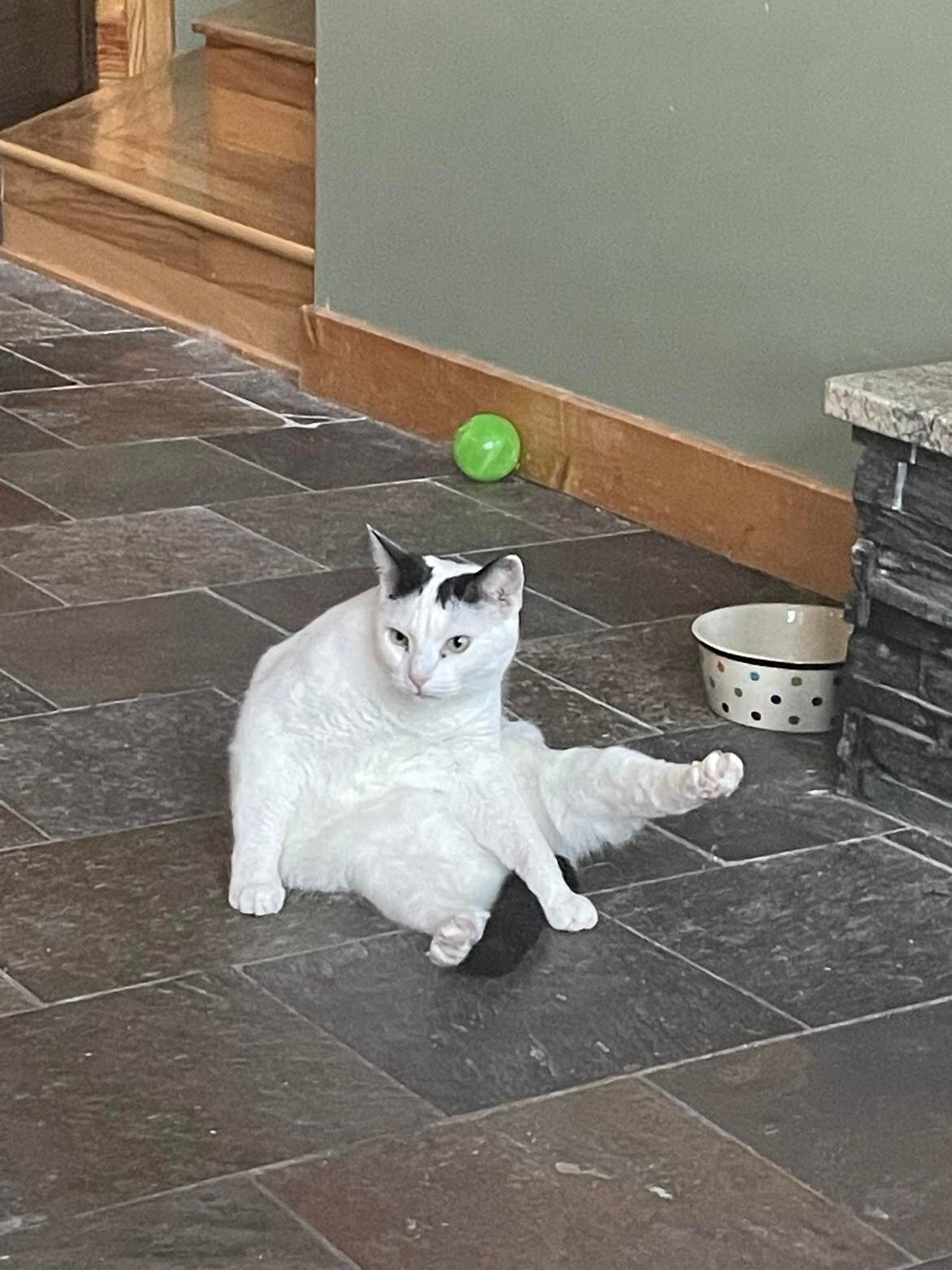 Coal, a Adoptable Domestic Short Hair in Midland, MI image 2/11