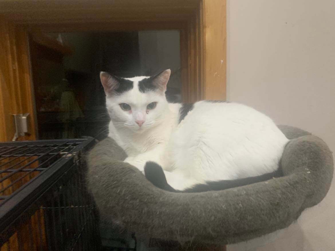 Coal, a Adoptable Domestic Short Hair in Midland, MI image 3/11