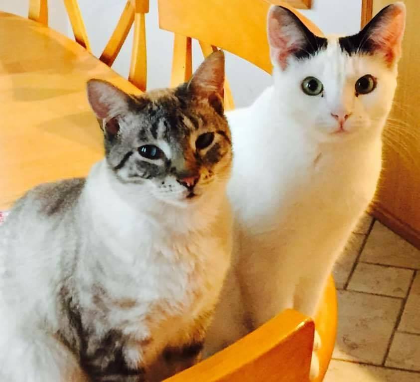 Coal, a Adoptable Domestic Short Hair in Midland, MI image 4/11