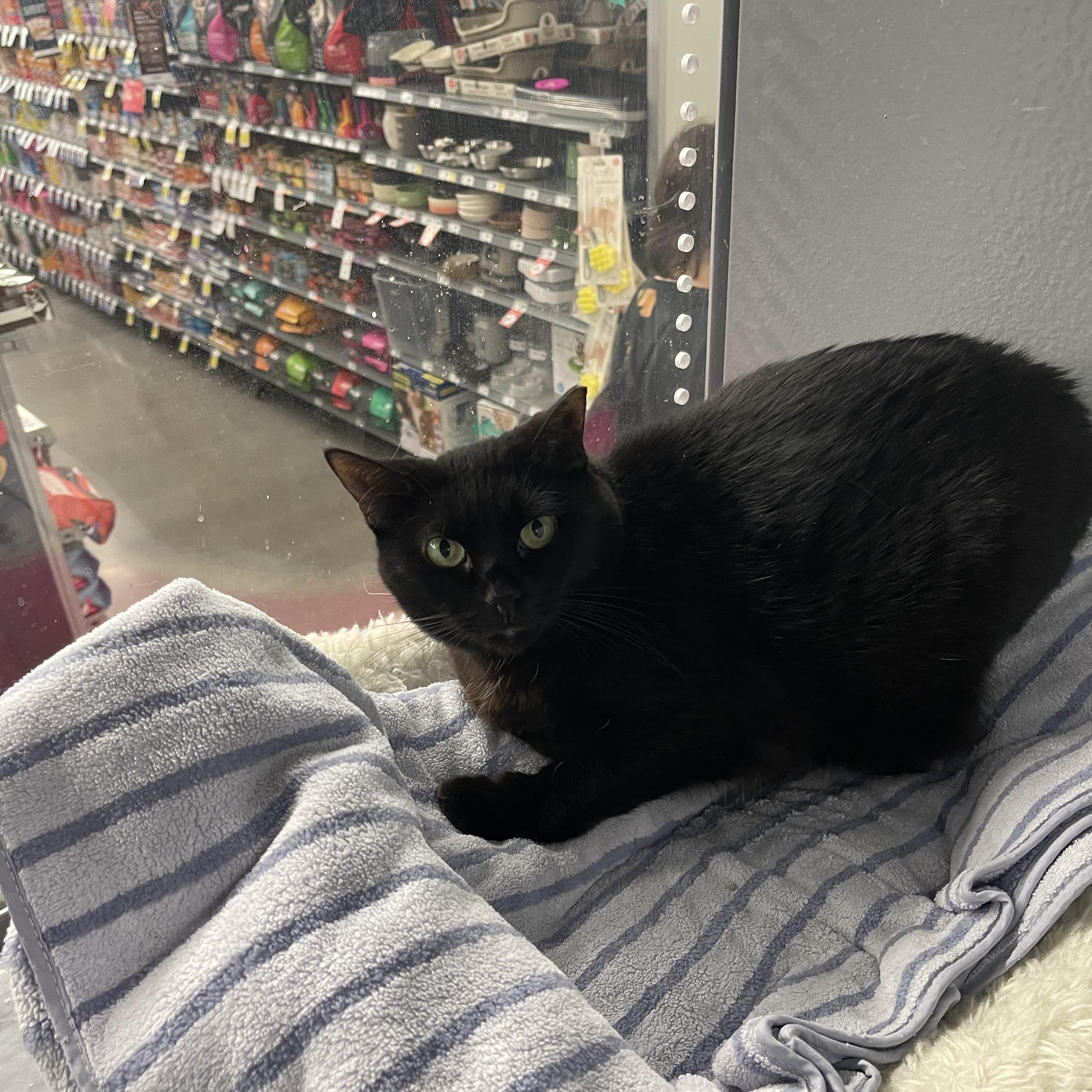 Dancer, ADOPTABLE, Adult Female Domestic Short Hair.
