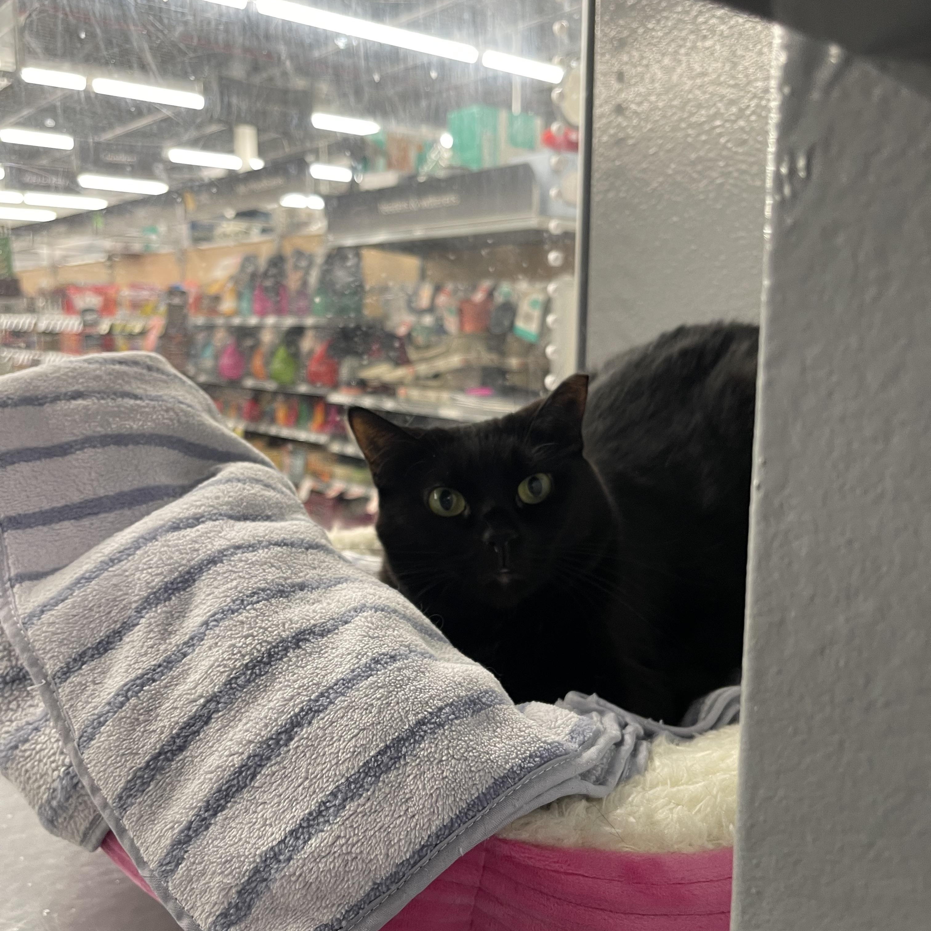 Dancer, a ADOPTABLE Domestic Short Hair in Highland, IN image 2/2