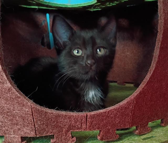 Enlarge Haven, a Adoptable Domestic Short Hair in Santa Cruz, CA image 4/5
