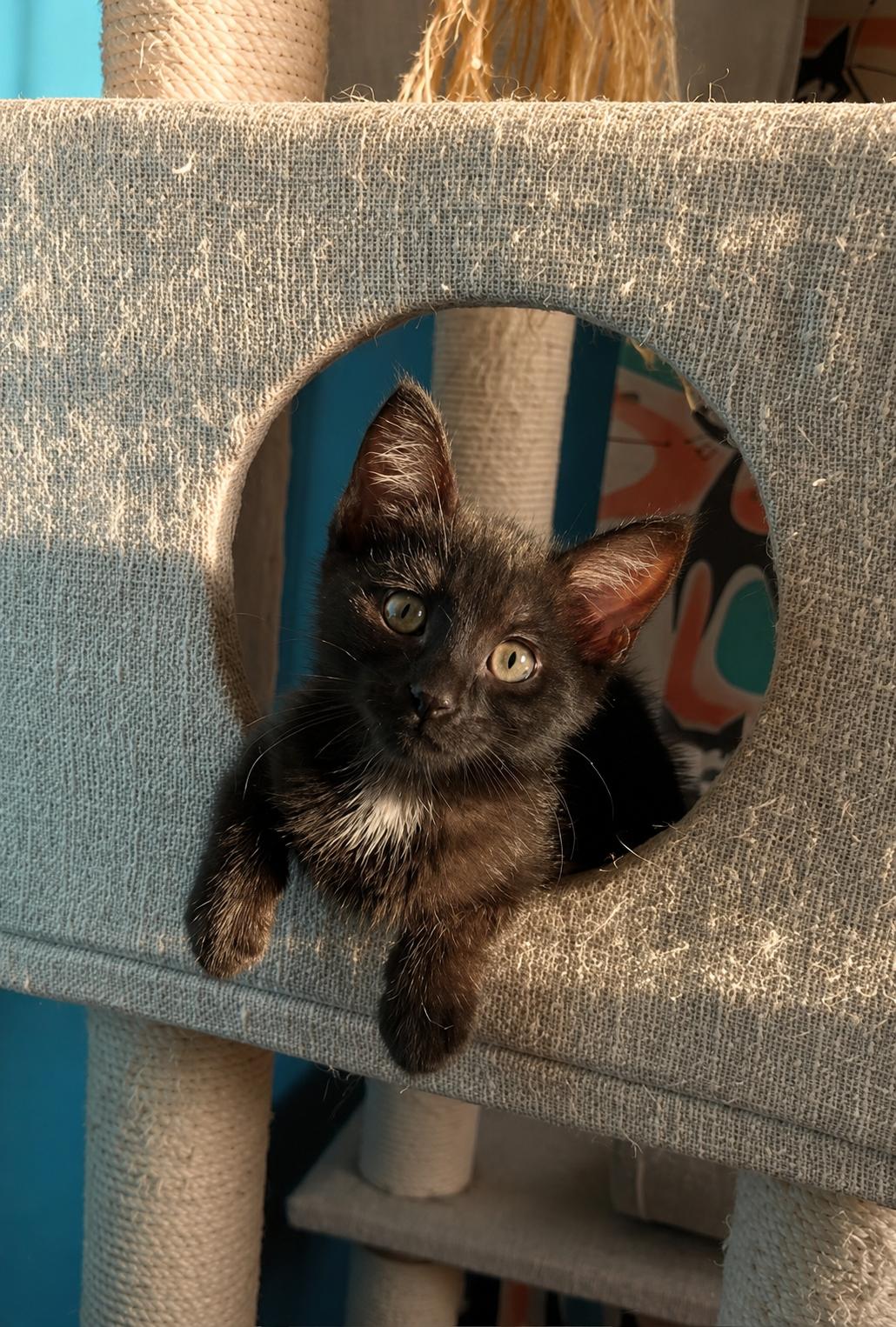 Enlarge Haven, a Adoptable Domestic Short Hair in Santa Cruz, CA image 5/5