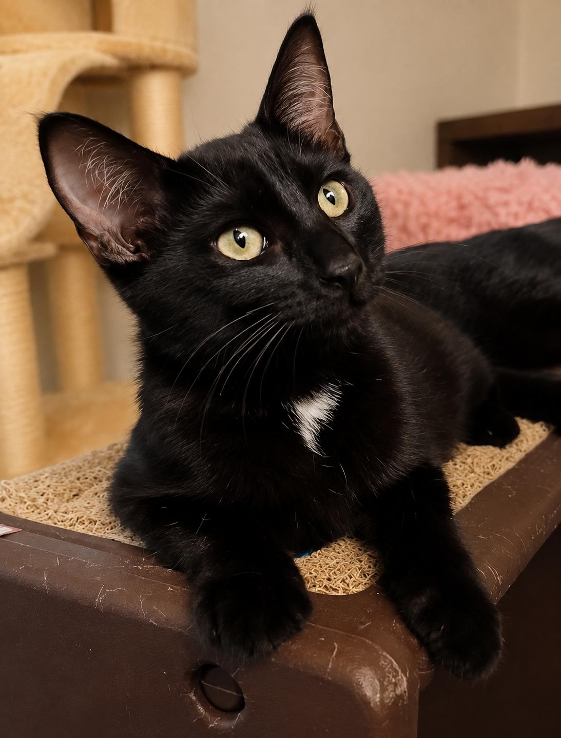 Haven, Adoptable, Kitten Female Domestic Short Hair.