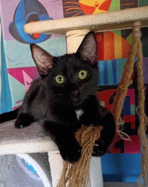 Enlarge Haven, a Adoptable Domestic Short Hair in Santa Cruz, CA image 2/5