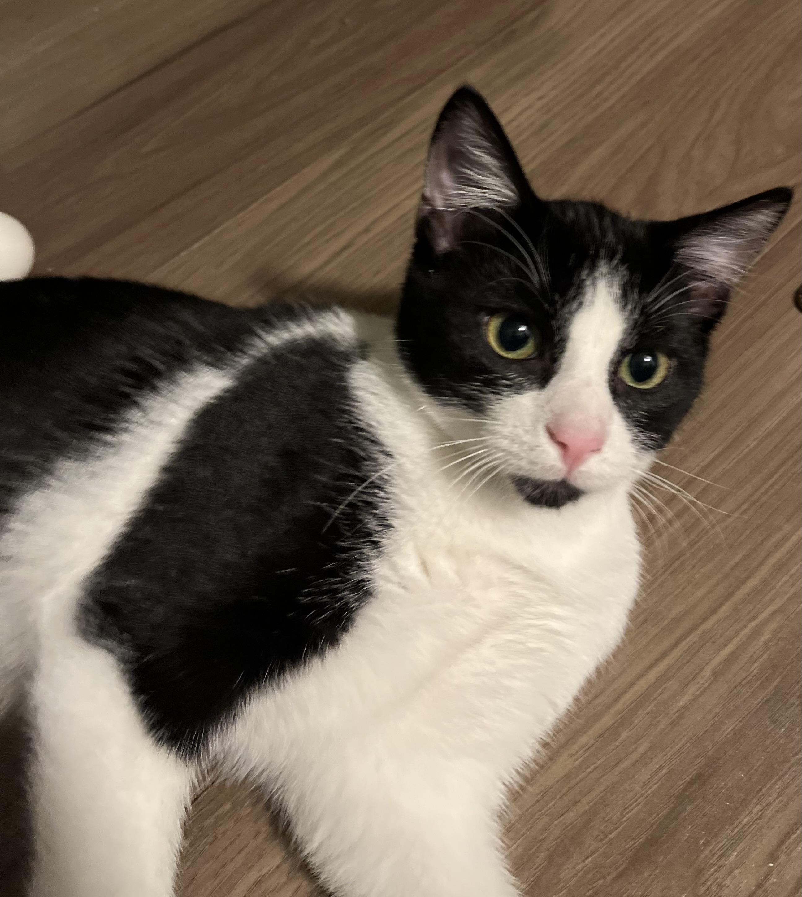 Bruno, Adoptable, Kitten Male Domestic Short Hair.