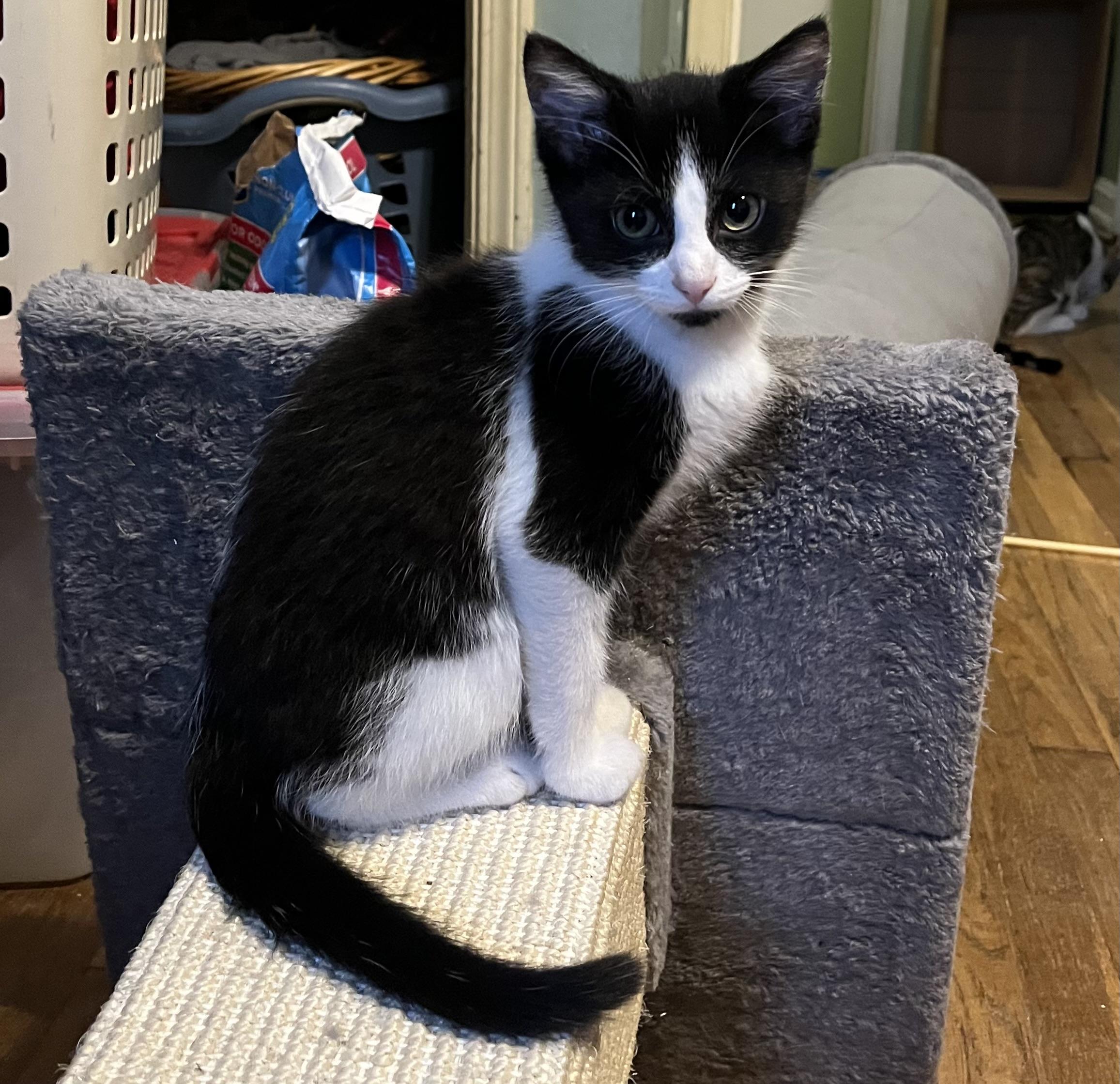 Enlarge Bruno, a Adoptable Domestic Short Hair in Avon, OH image 3/3