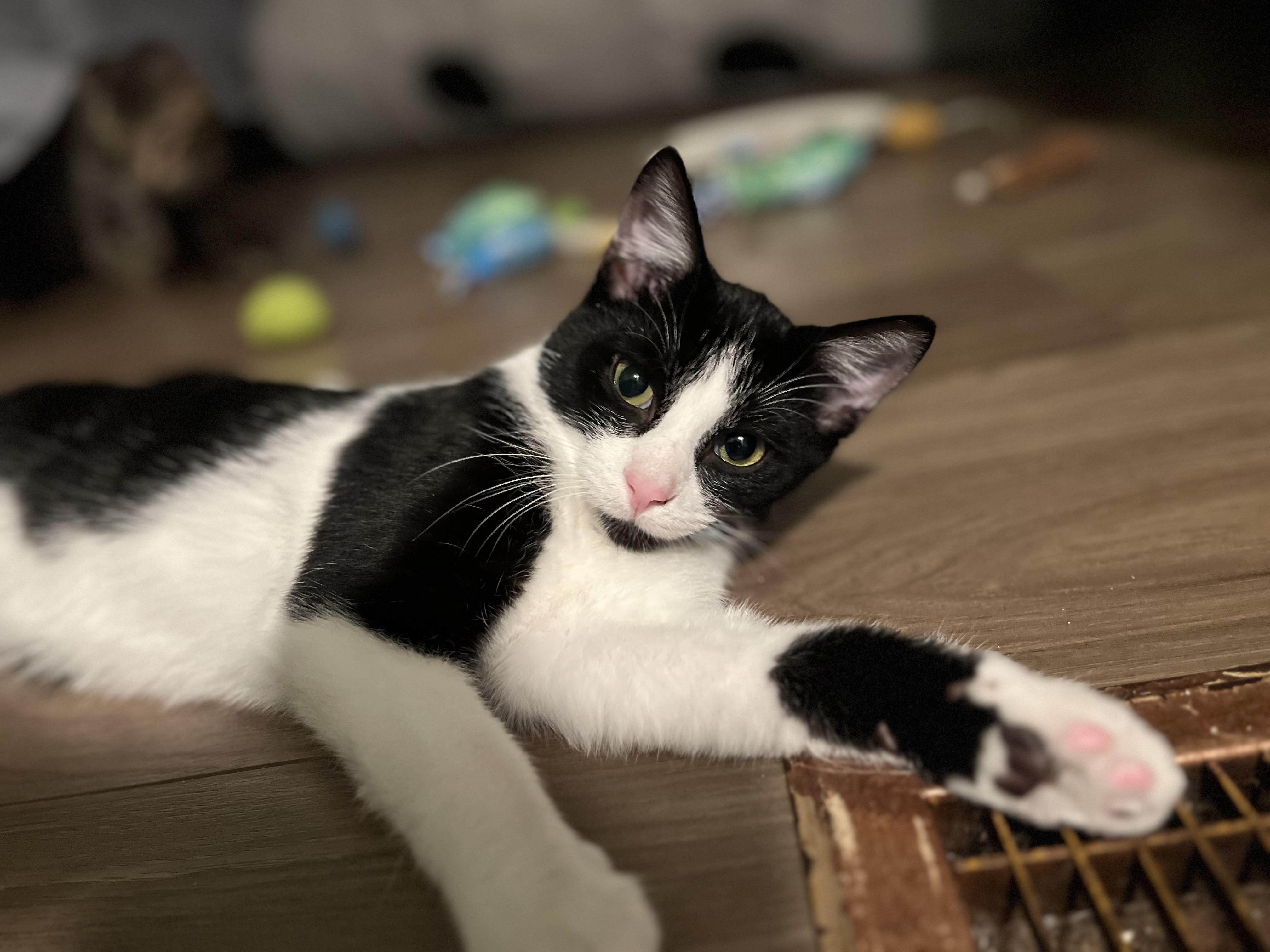 Enlarge Bruno, a Adoptable Domestic Short Hair in Avon, OH image 2/3