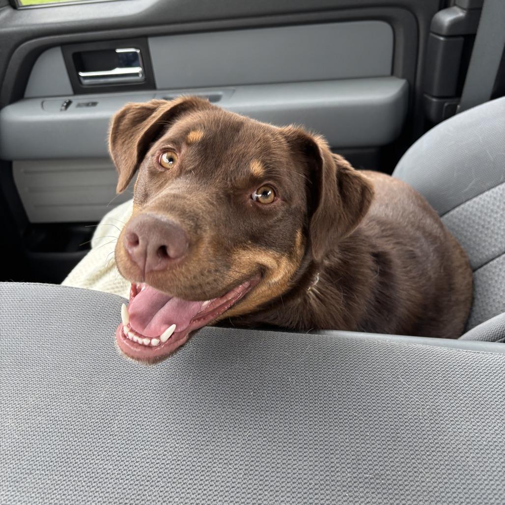 Ginny, Adoptable, Young Female Mixed Breed.