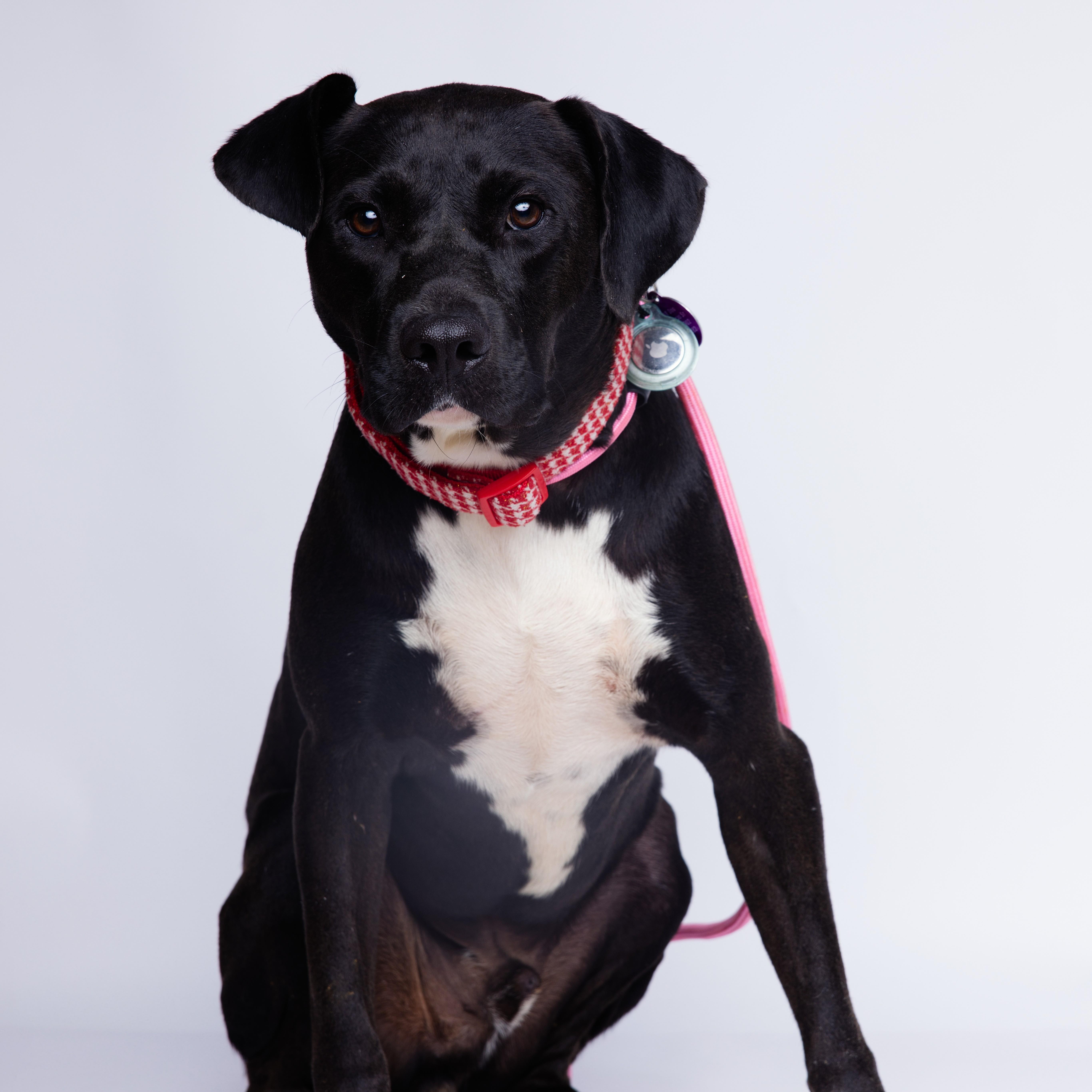 Scooper — thumbnail 3