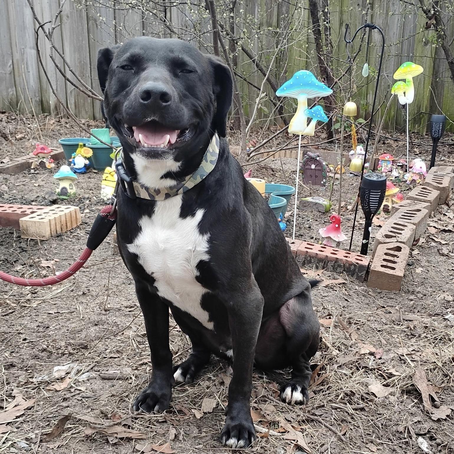 Scooper — thumbnail 4