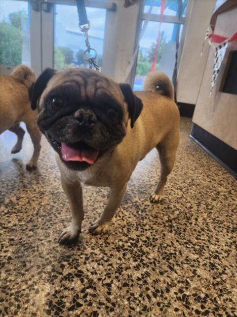 A045840, Adoptable, Adult Male Pug.