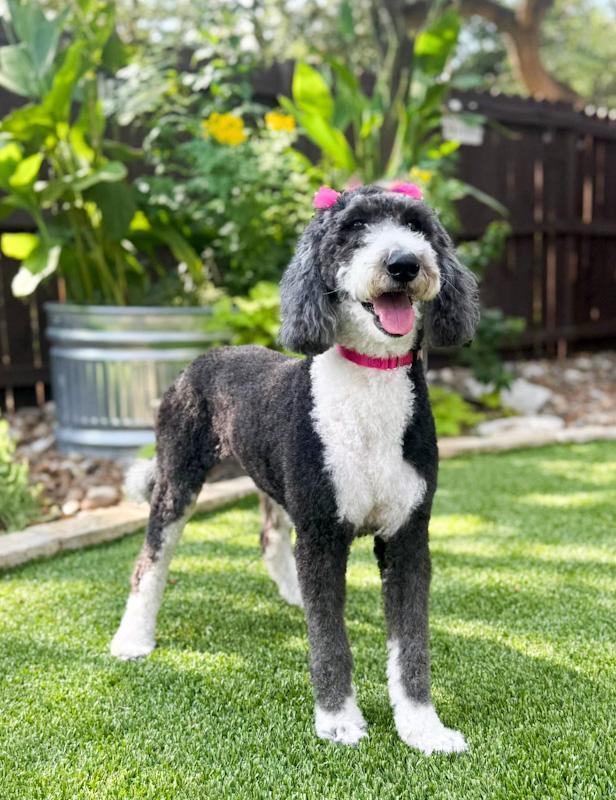 Ollie, an adoptable Sheepadoodle in Southport, CT, 06890 | Photo Image 1