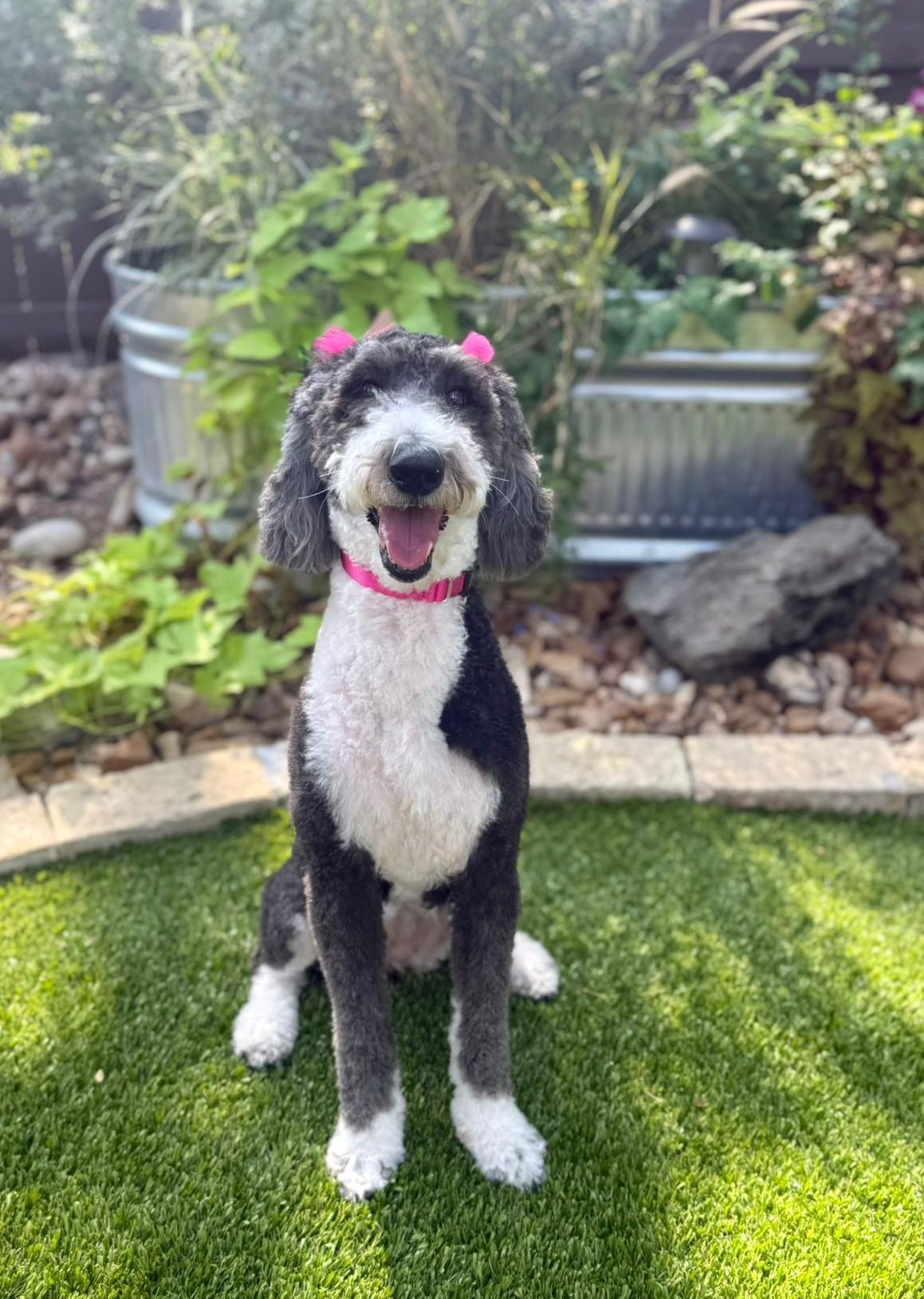 Ollie, an adoptable Sheepadoodle in Southport, CT, 06890 | Photo Image 4