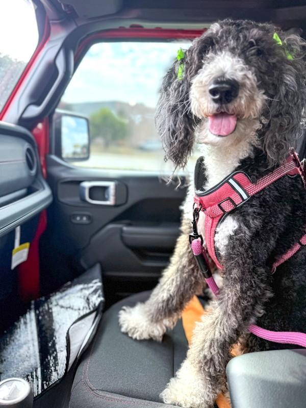 Ollie, an adoptable Sheepadoodle in Southport, CT, 06890 | Photo Image 3