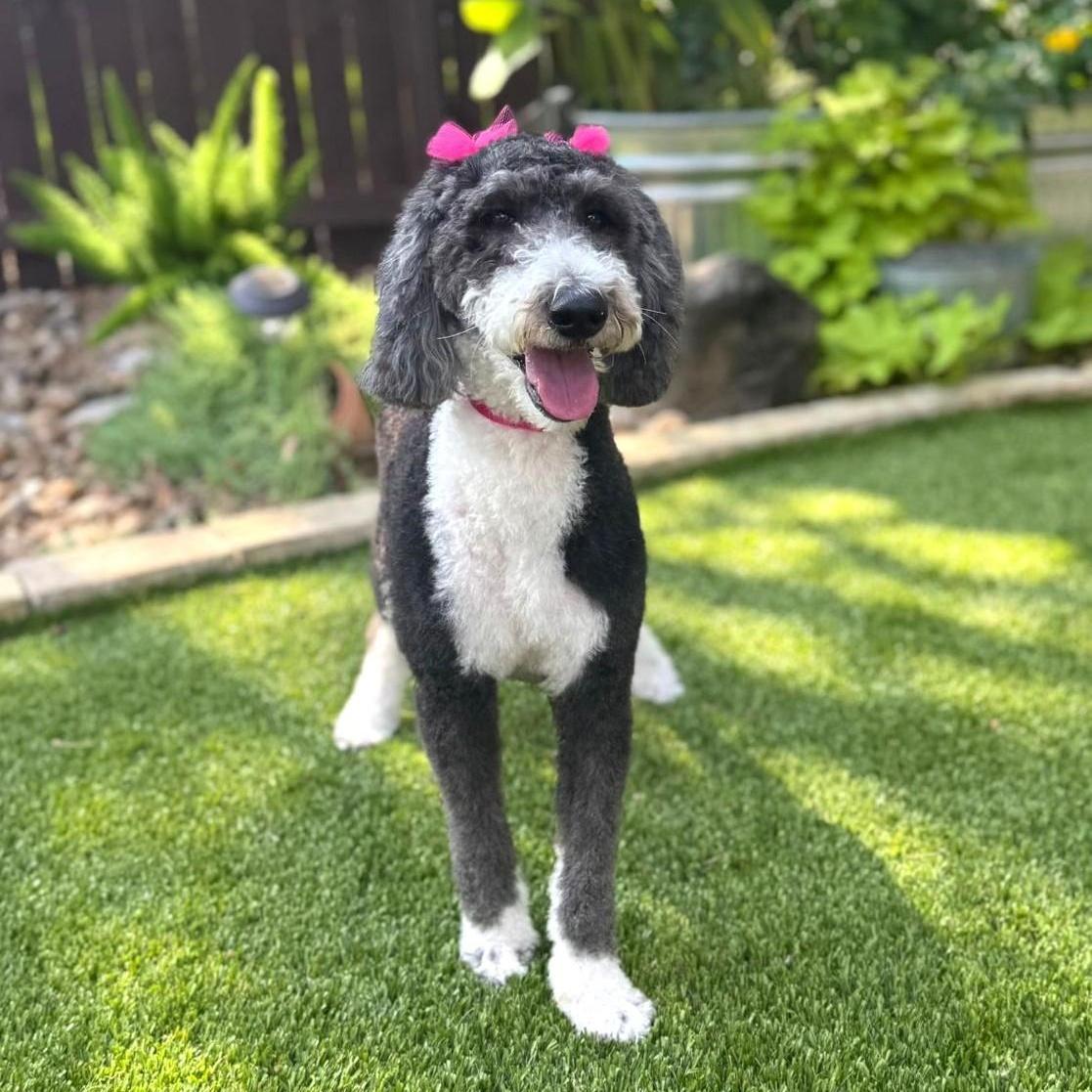 Ollie, an adoptable Sheepadoodle in Southport, CT, 06890 | Photo Image 5