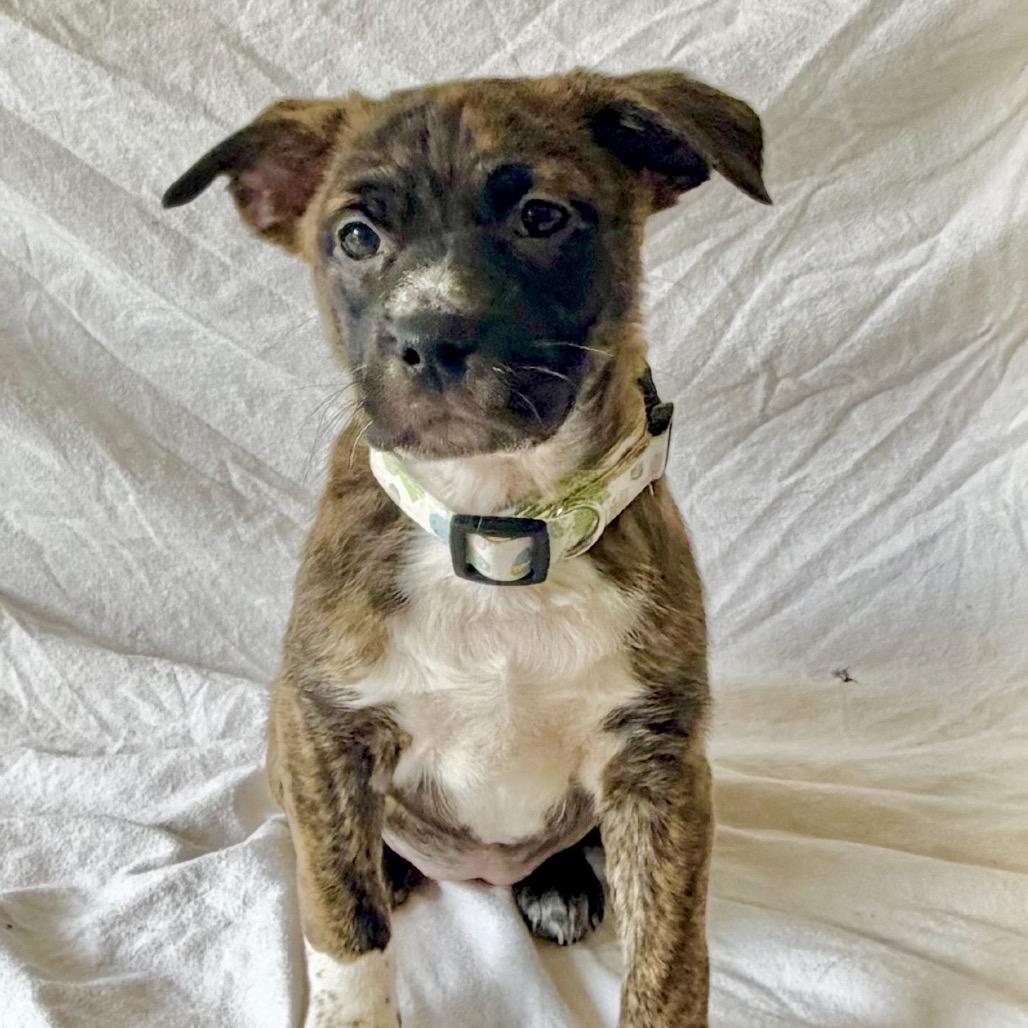 Enlarge ChaCha, a Adoptable Mixed Breed in Victoria, BC image 4/4