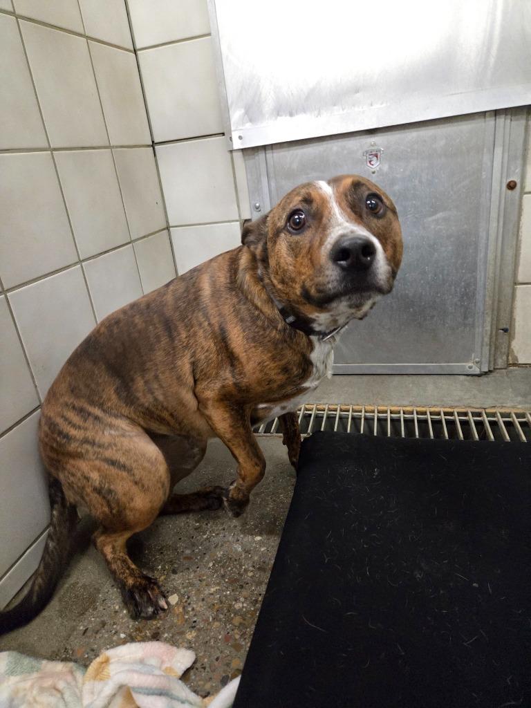 Enlarge Chopper, a Adoptable Pit Bull Terrier in Rock Springs, WY image 1/2