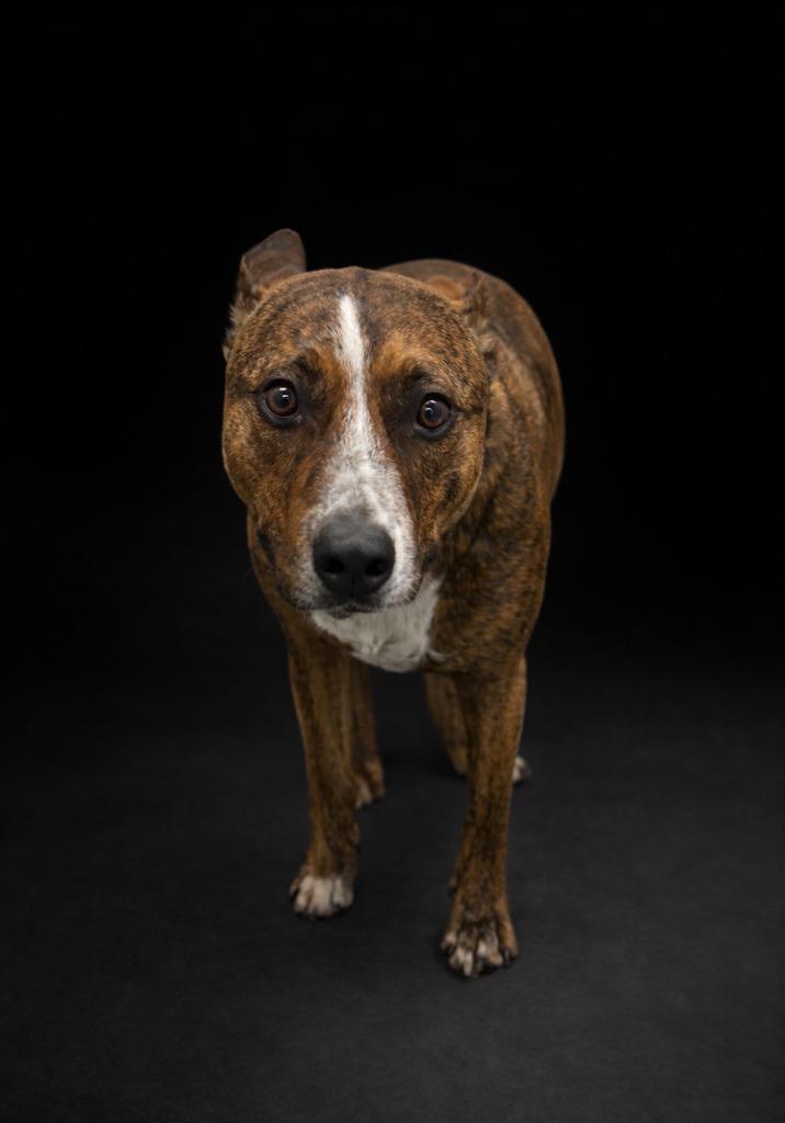 Enlarge Chopper, a Adoptable Pit Bull Terrier in Rock Springs, WY image 2/2