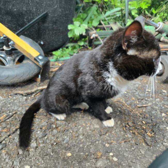 Harvey, a Adoptable Tuxedo in Astoria, NY image 2/6