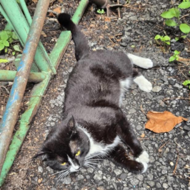 Harvey, a Adoptable Tuxedo in Astoria, NY image 3/6