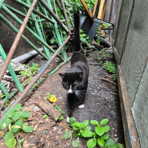 Harvey, a Adoptable Tuxedo in Astoria, NY image 4/6