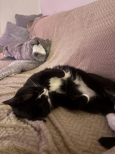 Harvey, a Adoptable Tuxedo in Astoria, NY image 5/6