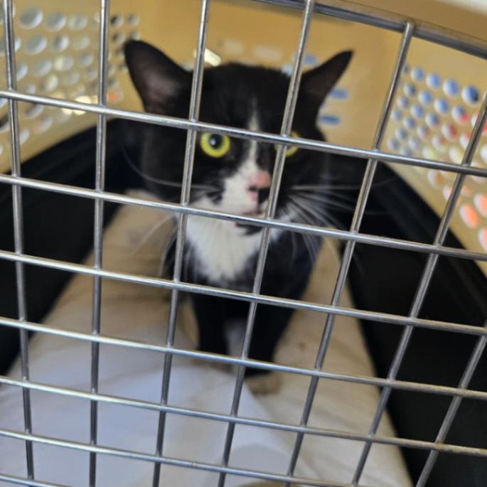 Harvey, a Adoptable Tuxedo in Astoria, NY image 6/6