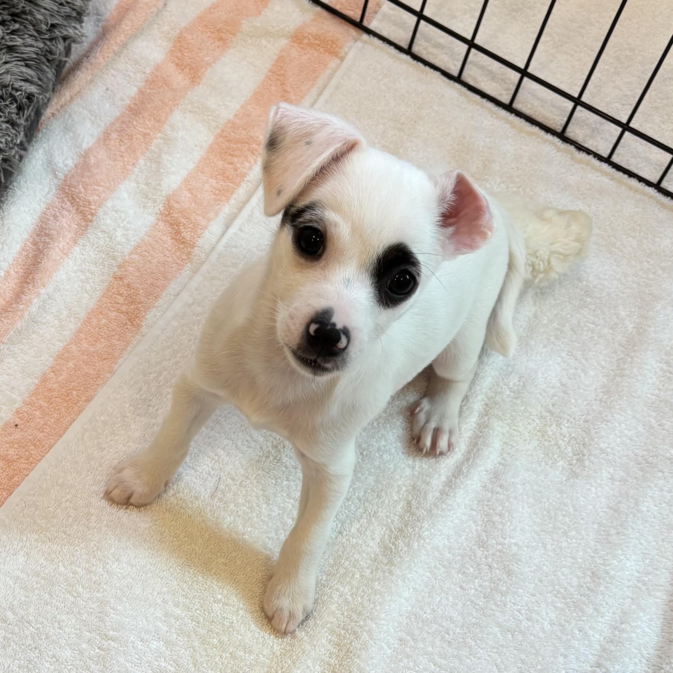 Enlarge Cammy 3299, an adopted mixed breed in Boca Raton, FL image 1/1