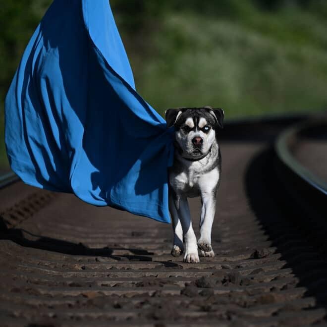 Shane, a Adoptable mixed breed in Ferndale, WA image 2/4