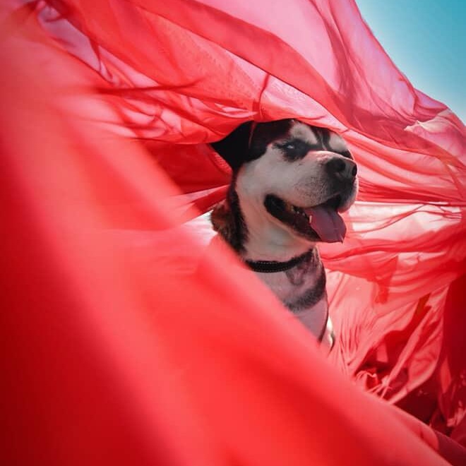 Shane, a Adoptable mixed breed in Ferndale, WA image 3/4