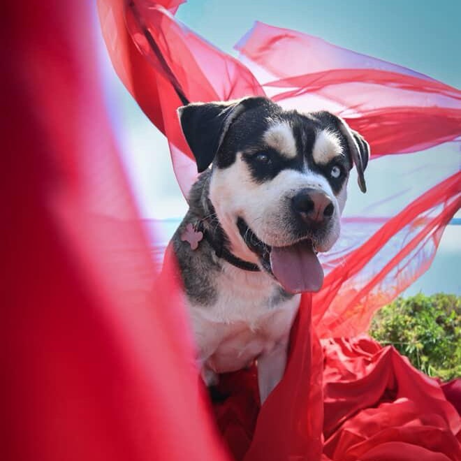 Shane, a Adoptable mixed breed in Ferndale, WA image 4/4