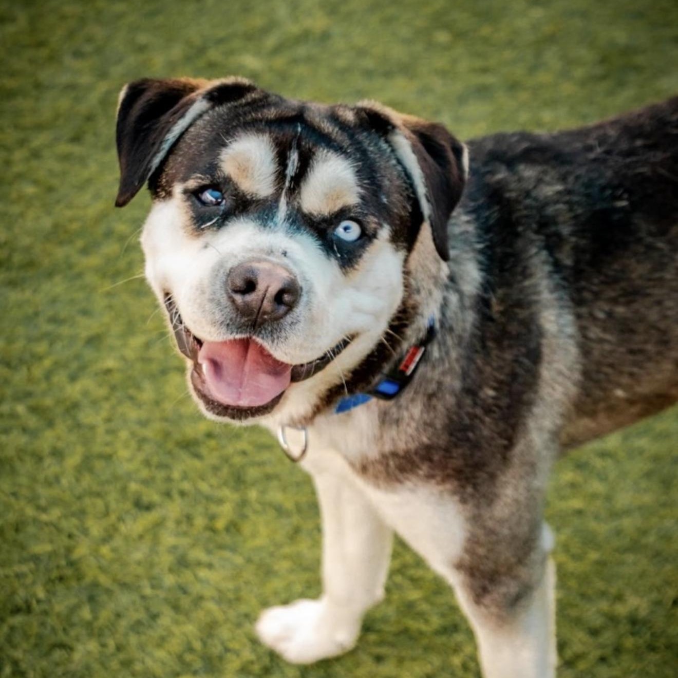Shane, a Adoptable mixed breed in Ferndale, WA image 1/4