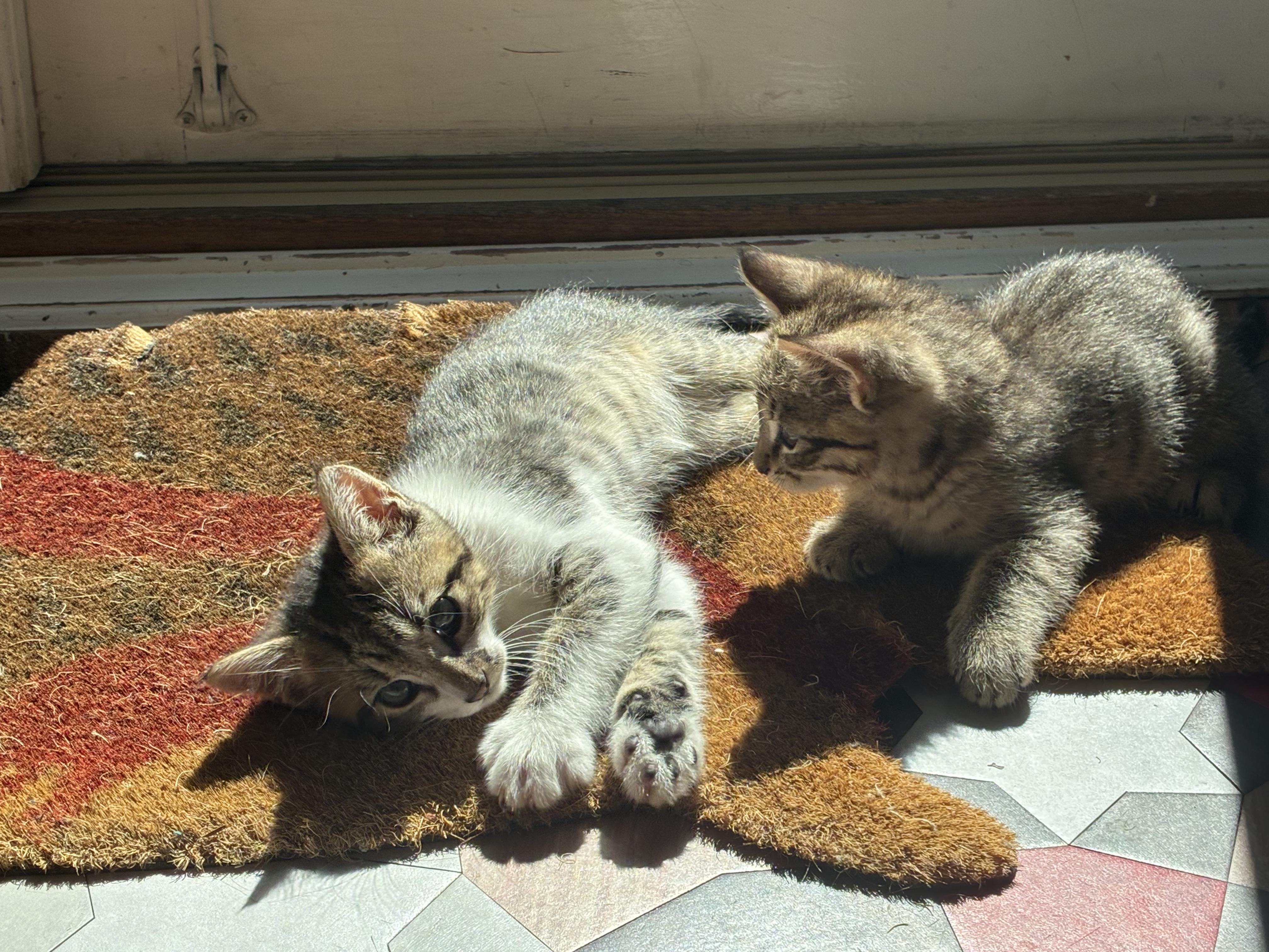 Enlarge Chamomile & Earl Grey, a ADOPTABLE Domestic Short Hair in Emeryville, CA image 2/4