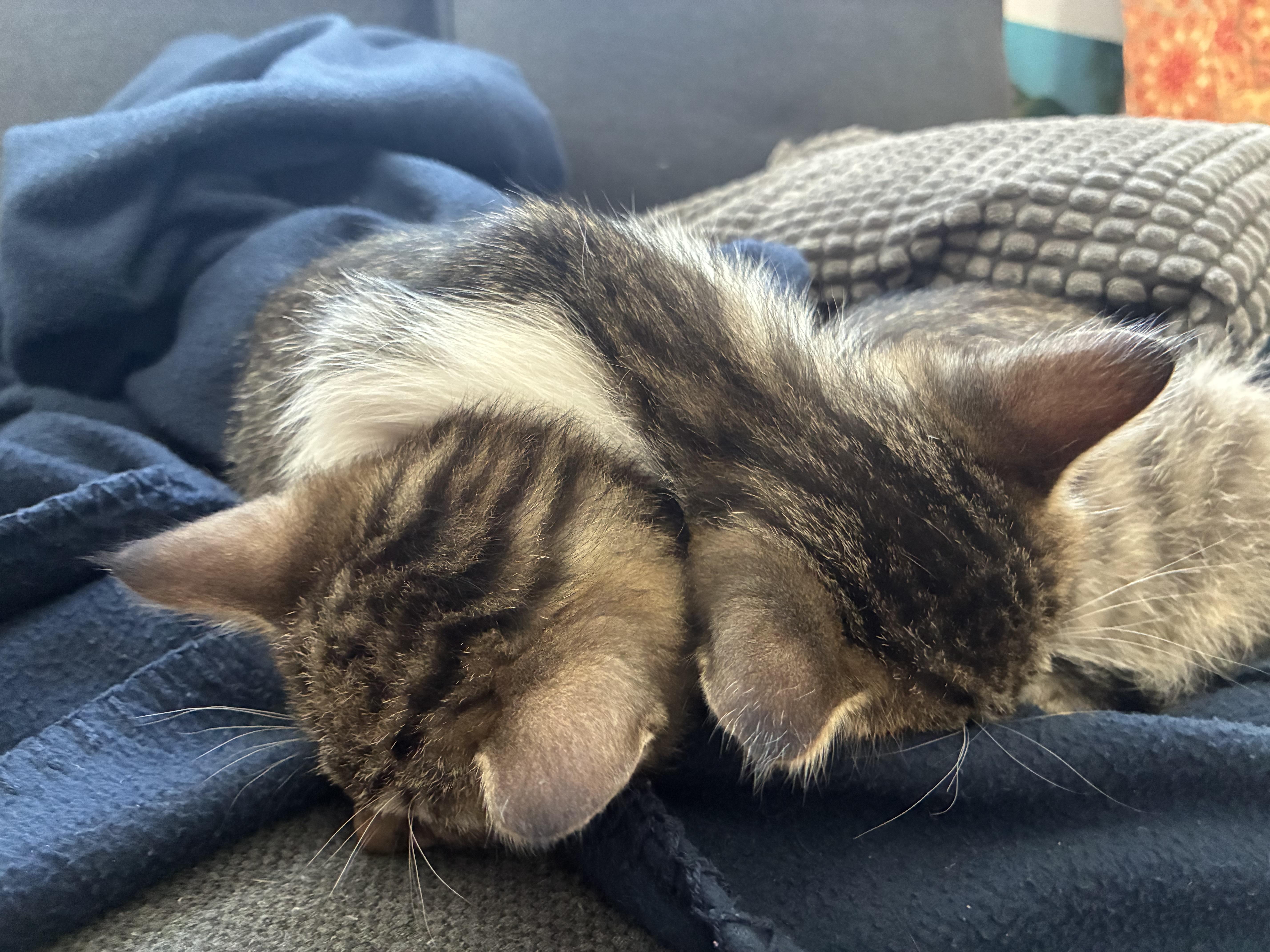 Enlarge Chamomile & Earl Grey, a ADOPTABLE Domestic Short Hair in Emeryville, CA image 3/4