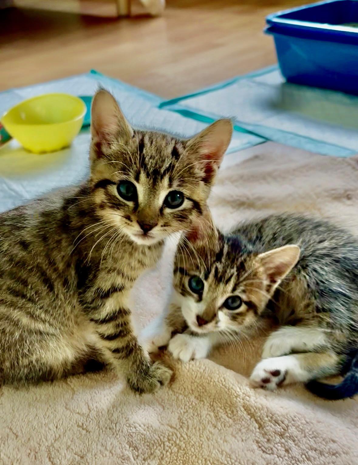 Chamomile & Earl Grey, ADOPTABLE, Kitten Male Domestic Short Hair.