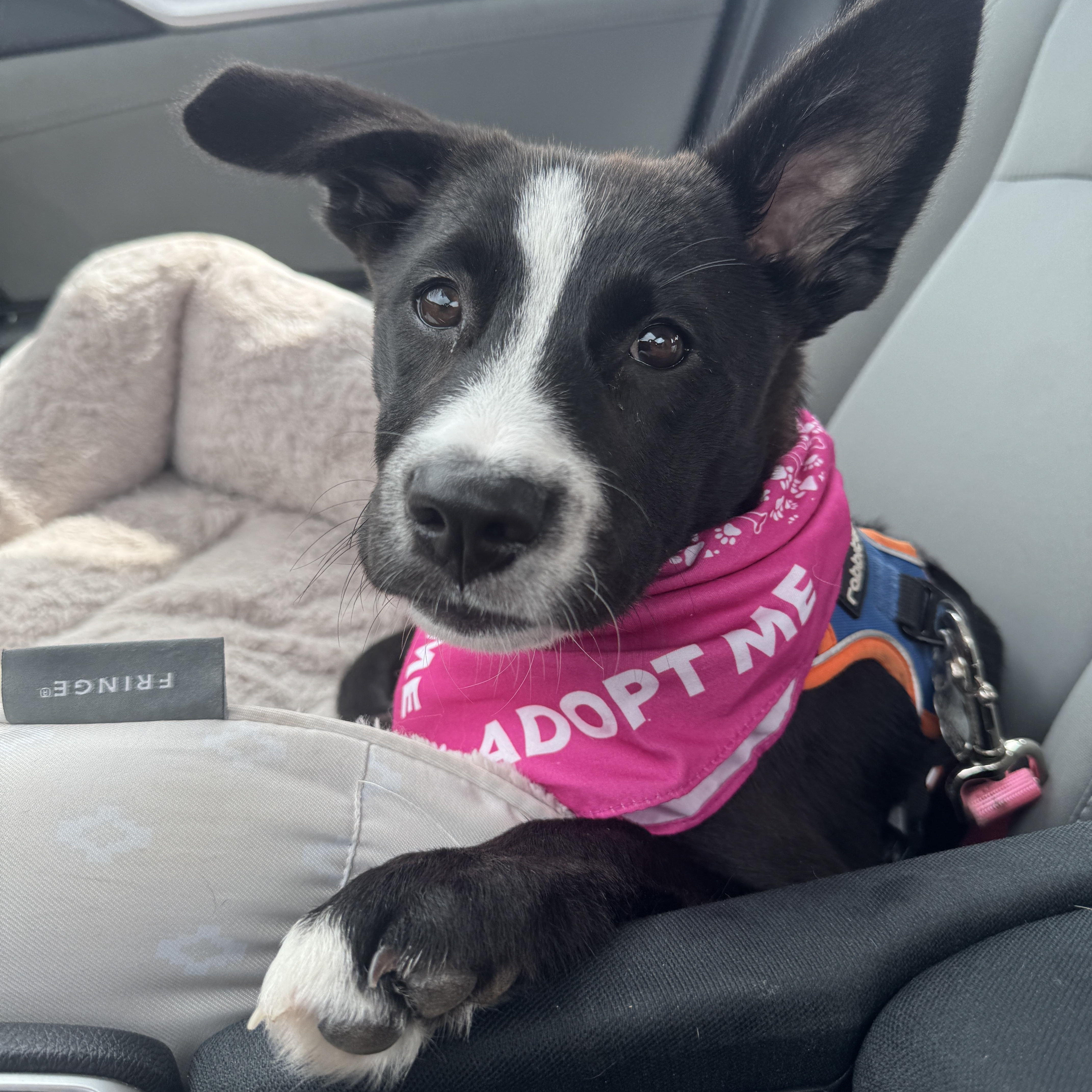 Darla, ADOPTABLE, Puppy Female Border Collie & Labrador Retriever.